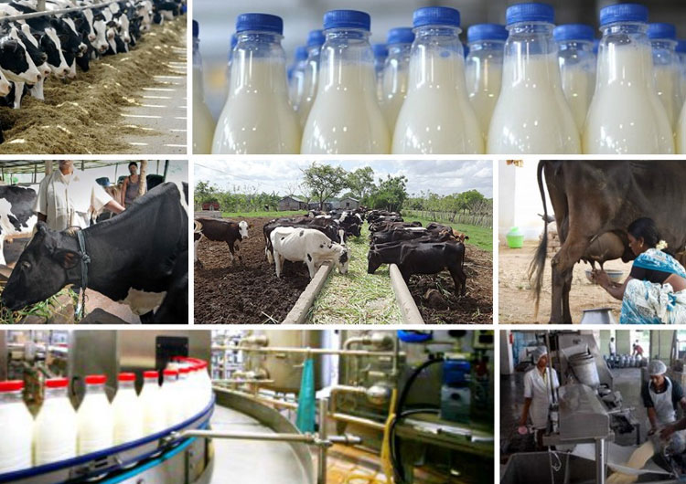 dairy and milk processing market in India